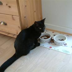 Huskat Mille-mis *død* )':