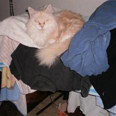 Maine Coon Kiss Me R.I.P :'(