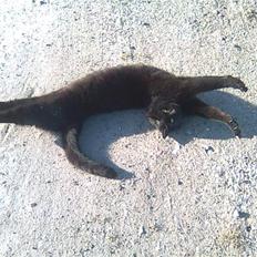 Huskat Mille-mis *død* )':