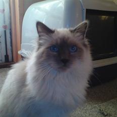 Hellig Birma DK Aqua Aura's Cosmo