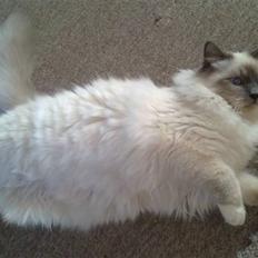 Hellig Birma DK Aqua Aura's Cosmo