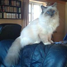 Hellig Birma DK Aqua Aura's Cosmo