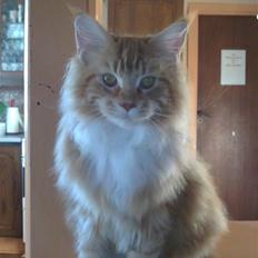 Maine Coon DK KHcoon's Elton John