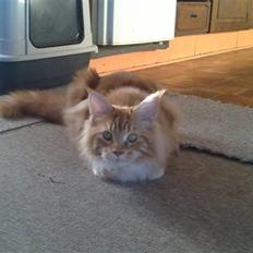 Maine Coon DK KHcoon's Elton John