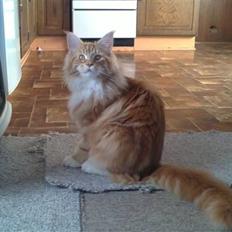 Maine Coon DK KHcoon's Elton John