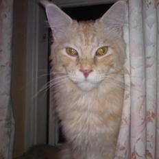 Maine Coon DK KHcoon's Enzo