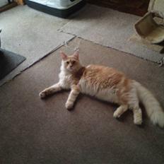 Maine Coon DK KHcoon's Enzo