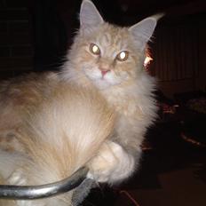 Maine Coon DK KHcoon's Enzo