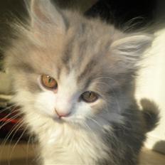 Blanding af racer Sofus