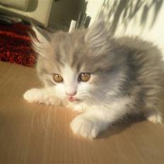 Blanding af racer Sofus