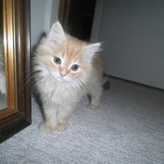 Blanding af racer Simba