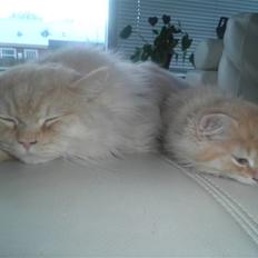 Blanding af racer Simba