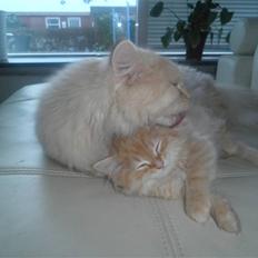 Blanding af racer Simba