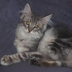 Maine Coon Sally