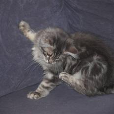 Maine Coon Sally