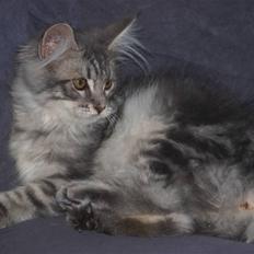 Maine Coon Sally