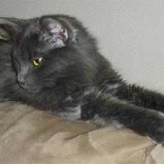 Blanding af racer Malou "Bloom"