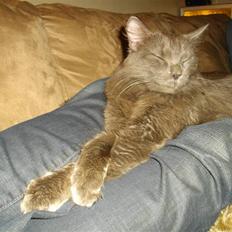 Blanding af racer Malou "Bloom"