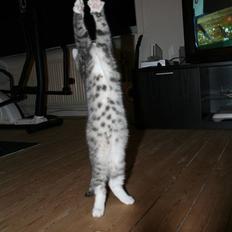 Blanding af racer Leo(pard) *solgt*