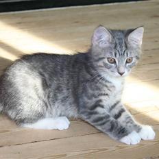 Blanding af racer Leo(pard) *solgt*