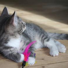 Blanding af racer Leo(pard) *solgt*