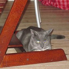 Huskat Cosmo<3 {SoulMate} MIN! |Colle-Drengen