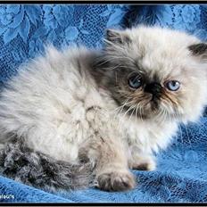 Colorpoint babalous Ulla