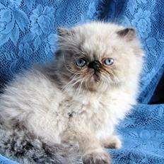 Colorpoint babalous Ulla