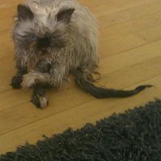 Colorpoint babalous Ulla