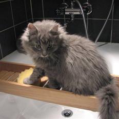 Blanding af racer Måffe 