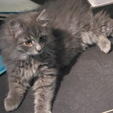 Blanding af racer Måffe 