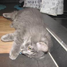 Blanding af racer Måffe 