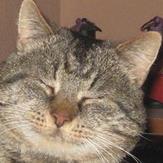 Blanding af racer Poker