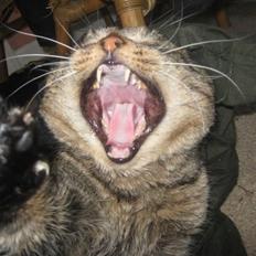 Blanding af racer Poker