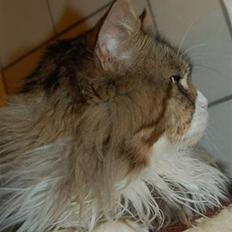 Maine Coon Lomacoon´s Getaway 