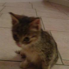 Huskat Lillemis :'( Savner dig!!!!  R.I.P :'(