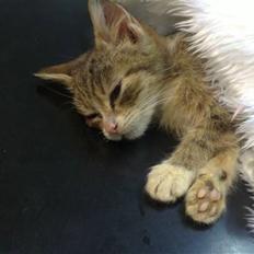 Huskat Lillemis :'( Savner dig!!!!  R.I.P :'(