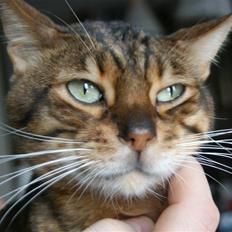 Bengal Simba R.I.P.