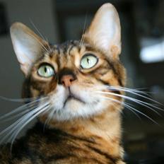 Bengal Simba R.I.P.