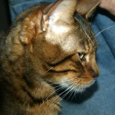 Bengal Simba R.I.P.