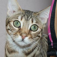 Bengal hayley