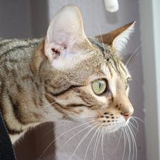 Bengal hayley