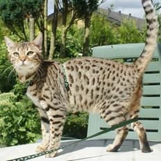 Bengal hayley