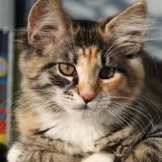 Blanding af racer Lisa