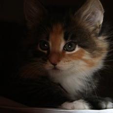 Blanding af racer Lisa