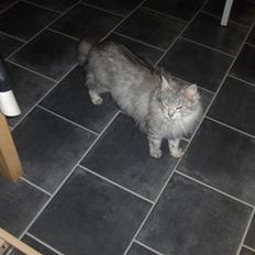 Maine Coon Lauretta Para Mi