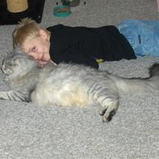 Maine Coon Lauretta Para Mi