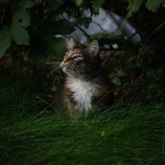 Maine Coon DK True Trust Unit Pride