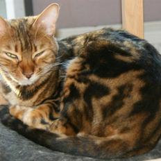 Bengal Rashmi