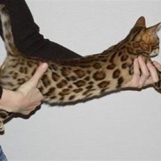 Bengal Fashion Victim